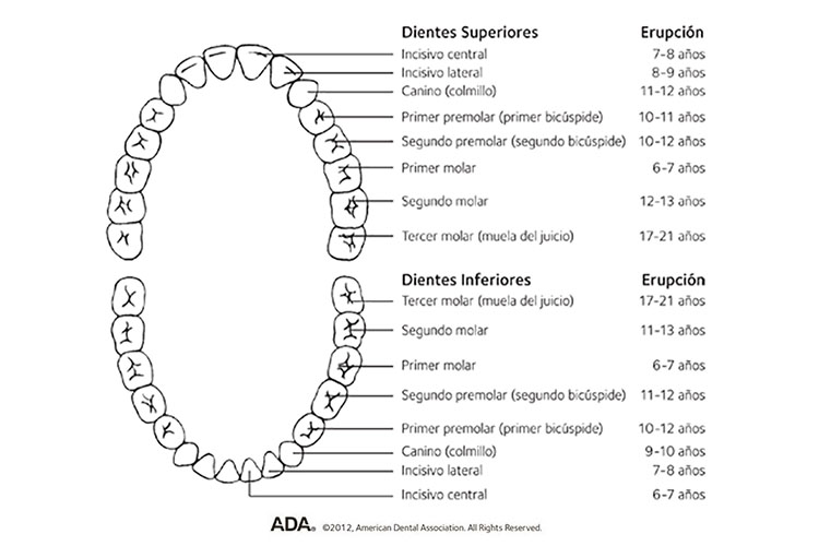 esquema de dientes definitivos